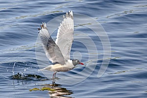 Franklin\'s gull or Leucophaeus pipixcan. A small gull, or colloquially seagulls, are seabirds of the family Laridae in the