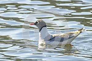 A Franklin's gull or Leucophaeus pipixcan, a small gull on a lake.