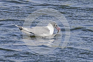 A Franklin's gull or Leucophaeus pipixcan, a small gull on a lake eating