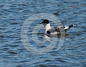 Franklin`s Gull Or Leucophaeus Pipixcan In Spring