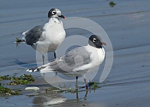 Franklins Gull, Leucophaeus pipixcan