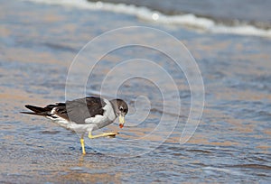 Franklin's Gull at shore