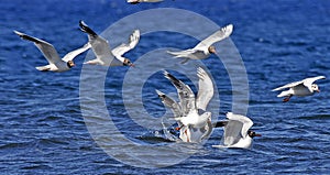 Franklin's gulls flying on the sea and catching fish