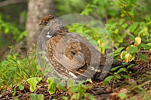 Franklin's Spruce Grouse