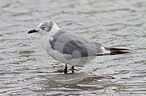 Franklins Meeuw, Franklin\'s Gull, Leucophaeus pipixcan