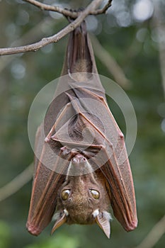 Franquet's epauletted fruit bat (Epomops franqueti) hanging in a tree.