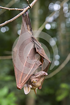 Franquet's epauletted fruit bat (Epomops franqueti) hanging in a tree. photo