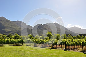 Franschhoek Cape French wine vineyards south afric