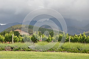 Franschhoek vineyards Cape South Africa