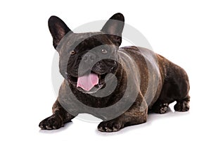 French bulldog isolated on white