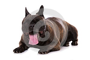 French bulldog isolated on white
