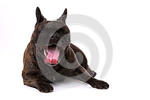 French bulldog isolated on white