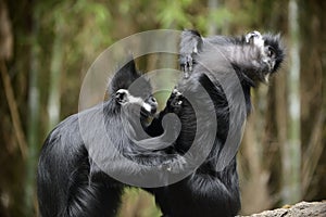 FranÃÂ§ois` langur grooming photo