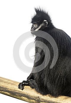 FranÃÂ§ois\' langur on a piece of wood, Trachypithecus francoisi, isolated on white photo