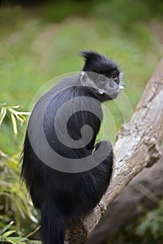 FranÃÂ§ois` langur resting photo