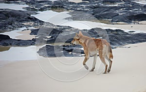 Fraser Island Dingo on beach