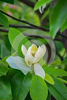Fraser Magnolia Tree Flower, Magnolia fraseri