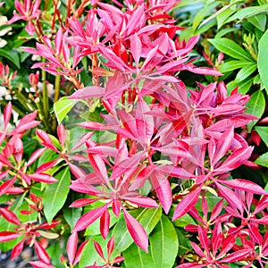 Fraseri Photinia, Red Tip