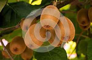 Frash kiwi Actinidia chinensis on a tree with branches and leaves.