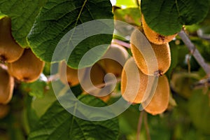 Frash kiwi Actinidia chinensis on a tree with branches and leaves.