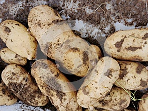 Frash raw potatoes market, top view