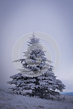 Frasier fir tree in the winter