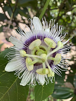 Frasion fruit flower in Sri Lanka