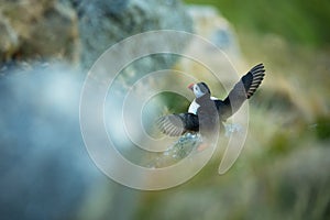 Fratercula arctica. Norway`s wildlife. Beautiful picture. From the life of birds. Free nature. Runde island in Norway.Sandinavian