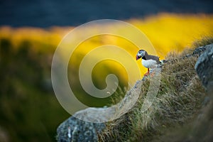 Fratercula arctica. Norway`s wildlife. Beautiful picture. From the life of birds. Free nature. Runde island in Norway.Sandinavian