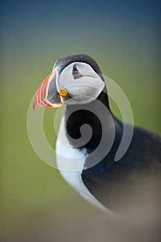 Fratercula arctica. Norway`s wildlife. Beautiful picture. From the life of birds. Free nature. Runde island in Norway.Sandinavian