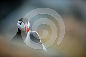 Fratercula arctica. Norway`s wildlife. Beautiful picture. From the life of birds. Free nature. Runde island in Norway.Sandinavian