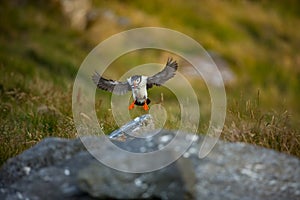 Fratercula arctica. Norway`s wildlife. Beautiful picture. From the life of birds. Free nature. Runde island in Norway.Sandinavian