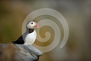 Fratercula arctica. Norway`s wildlife. Beautiful picture. From the life of birds. Free nature. Runde island in Norway.Sandinavian