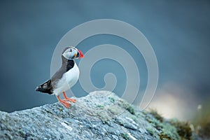 Fratercula arctica. Norway`s wildlife. Beautiful picture. From the life of birds. Free nature. Runde island in Norway.Sandinavian