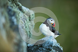 Fratercula arctica. Norway`s wildlife. Beautiful picture. From the life of birds. Free nature. Runde island in Norway.Sandinavian