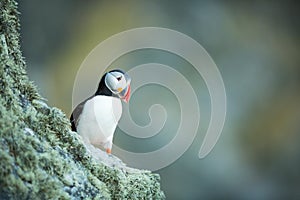 Fratercula arctica. Norway`s wildlife. Beautiful picture. From the life of birds. Free nature. Runde island in Norway.Sandinavian