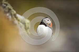 Fratercula arctica. Norway`s wildlife. Beautiful picture. From the life of birds. Free nature. Runde island in Norway.Sandinavian