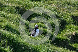 Fratercula arctica, Puffin of Iceland