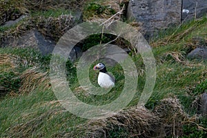 Fratercula arctica, Puffin of Iceland