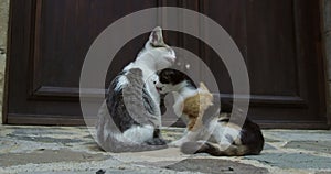 Fraternal love between kittens
