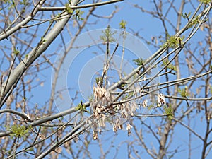 the bud of Fraxinus chinensis Roxb photo
