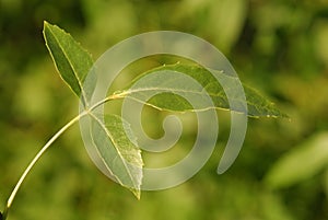 Fraxinus excelsior, Allergens Plants