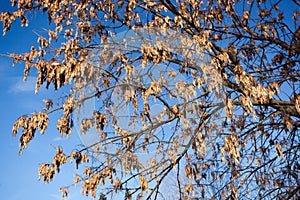 Fraxinus excelsior, European Ash photo