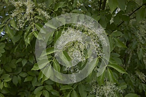 Fraxinus ornus blossom