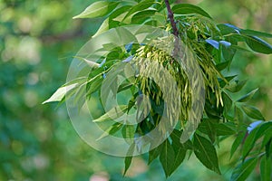 Fraxinus pennsylvanica