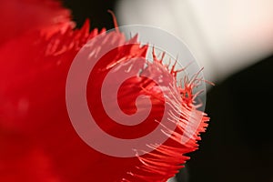 Frayed edge of a tulip (Tulipa) cultivar petal