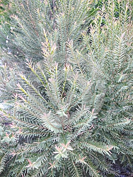 Frayed leaves background