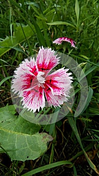 Frayed pink and white Dianthus