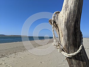 A frayed tangled loop of rope around a driftwood tree stump