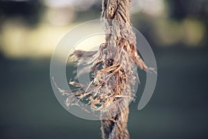 Fraying Fiber Rope Against a Blurred Background